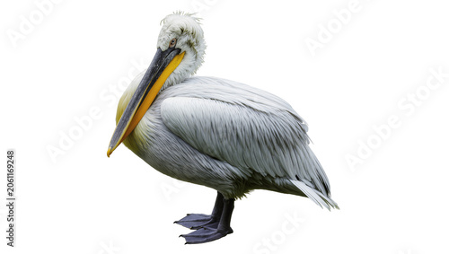 White pelican with yellow beak and grey feathers