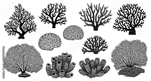 Obraz na płótnie Vintage engraving collection of diverse coral species and marine life