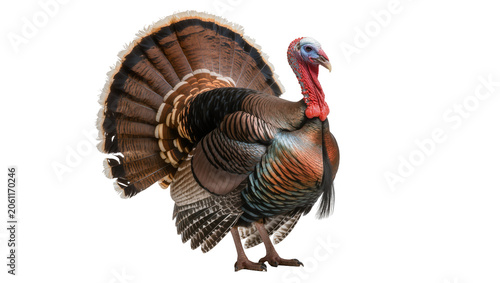 Wild turkey bird with fanned tail feathers and red wattle