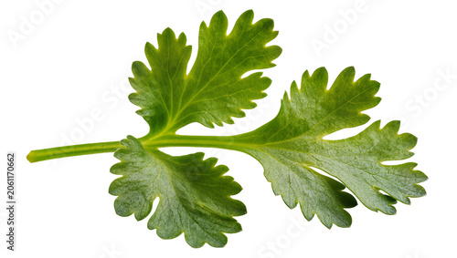 Quadro su tela Green cilantro leaves with serrated edges on stem