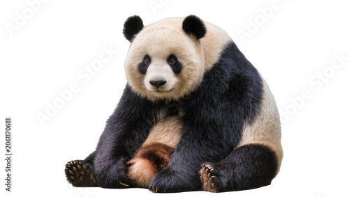 Foto Giant Panda Bear Sitting with Black and White Fur