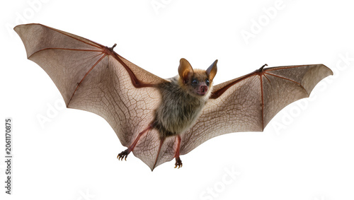 Obraz na plátne Bat with spread wings flying