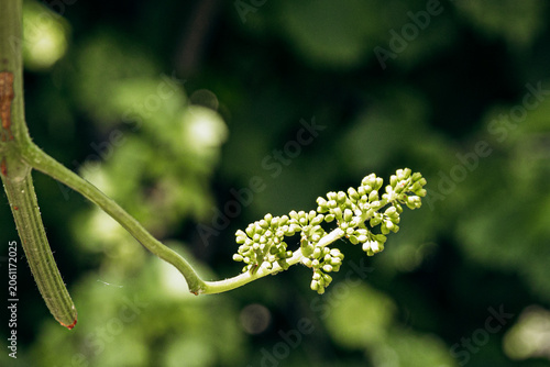 Photos Young grapevine inflorescence with tiny flower buds on vine shoot, early spring vineyard