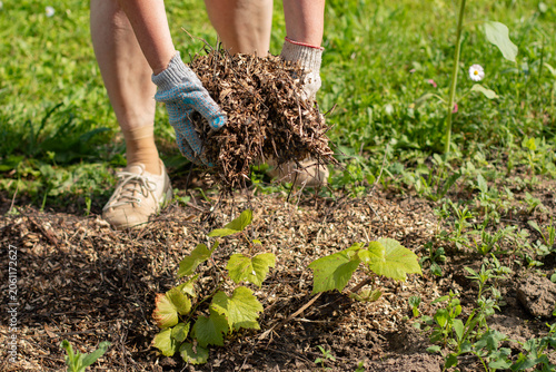 Gardener in protective gloves scattering a handful of organic wood mulch around a young plant sapling in the garden bed.