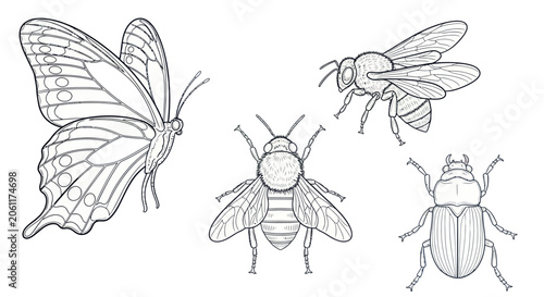 Detailed Line Art Insect Vector Collection