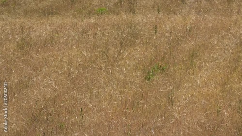Golden Grain Field Moving in Breeze, Summer Agriculture Concept