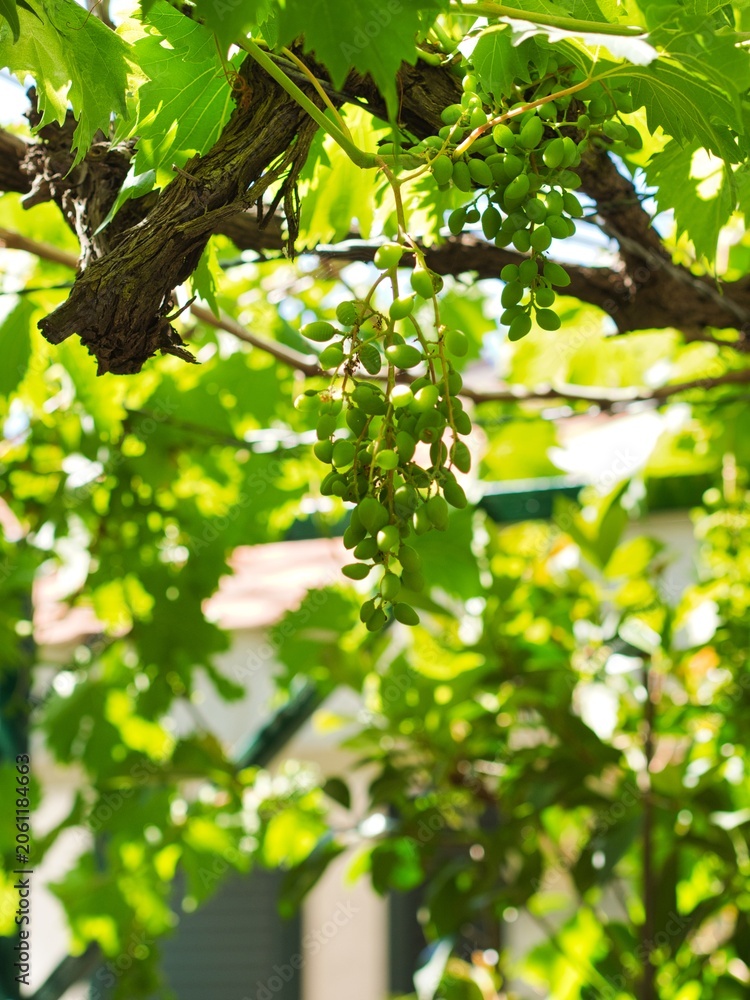 Fototapeta premium Close up view of young unripe green grapes hanging from a grapevine under a canopy of green leaves in bright sunlight