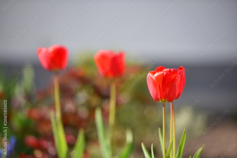 Obraz premium Tulipa. red tulips. beautiful flowers blooming in spring on a flower bed in the garden. delicate red tulips. floral holiday background. spring flowers, a gift to your girlfriend, close-up