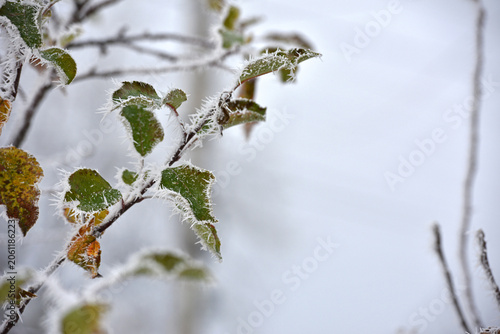 Fotografía leaf on a branch in frost needles