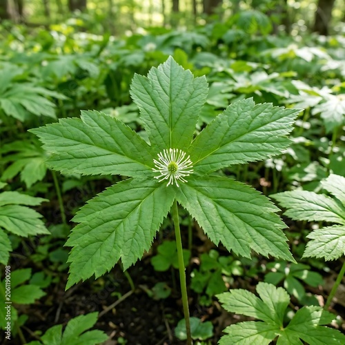 Goldenseal (Hydrastis canadensis), herb, medicine herb, medicine nature, asian herb, asian medicine, chinese herb, chinese medicine herb, Hydrastis canadensis, Goldenseal, seeds, Goldenseal seeds, lad