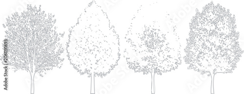 Set of four different deciduous trees