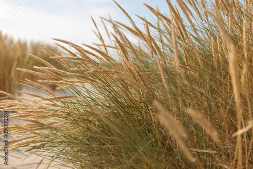 Golden marram grass waving in the wind at the North Sea beach of Schiermonnikoog