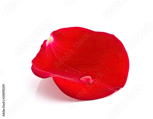 A single red rose petal with a water droplet rests on a white background.
