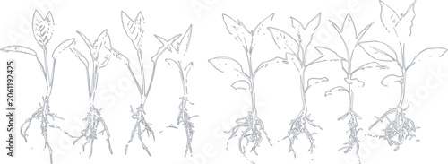 Sketch illustration of young plant seedlings with roots