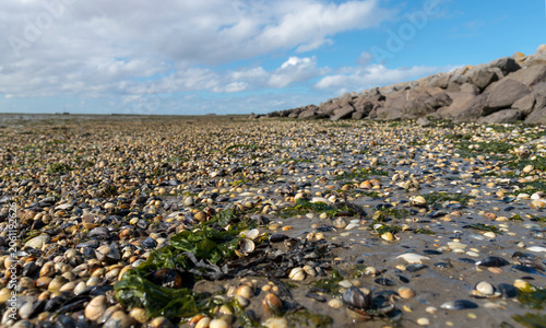Fotografie The Wadden sea at ebb tide: shells all over and in the blurred background the bi