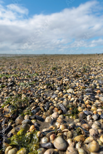 Photos Shells at ebb tide, the Wadden Sea, Schiermonnikoog