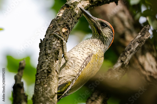 Foto Juvenile male European green woodpecker (Picus viridis), or yaffle or nickle climbing a tree