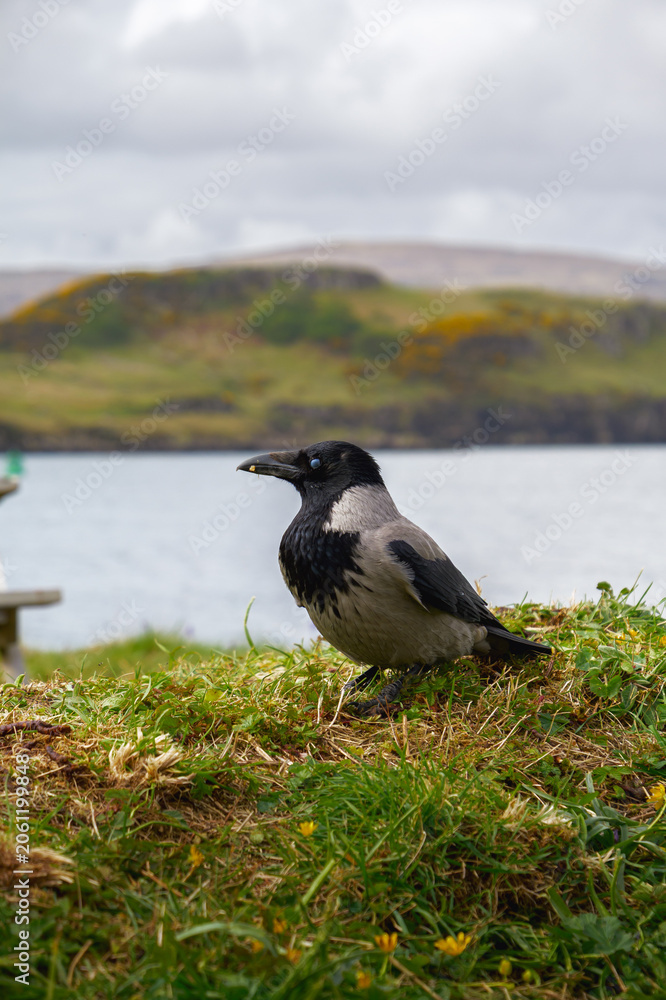 Obraz premium Corbeau mantelé sur herbe à Dunvegan, île de Skye, Écosse