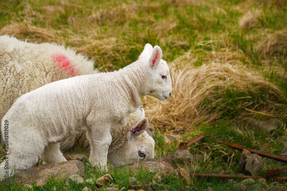 Fototapeta premium Agneaux blancs dans les Highlands écossais à Skye