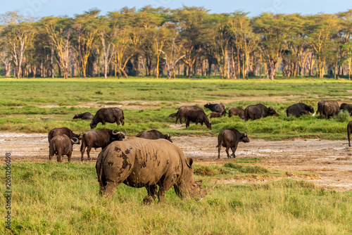 Close-up of an encounter with a herd White Rhinoceros -Ceratotherium simum- in Lake Nakuru national park, Kenya. They are grazing amid a herd of Cape Buffalo -Syncerus caffer- in the early golden hour