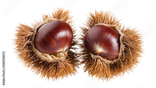 Bild auf Leinwand Two ripe chestnuts in spiky brown husks