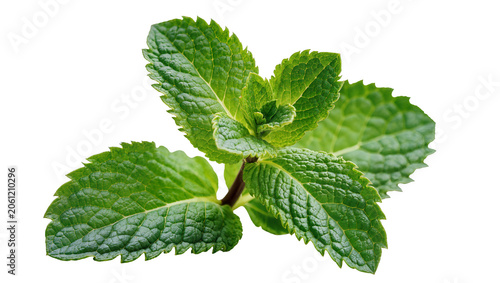 Принти на полотні Fresh green mint leaves sprig close-up