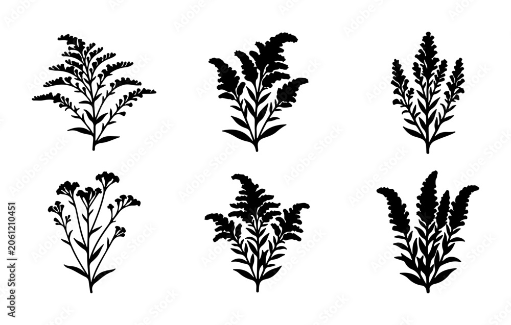 Fototapeta premium Botanical Silhouettes: Wildflower & Fern Vector Elements, Nature Graphics