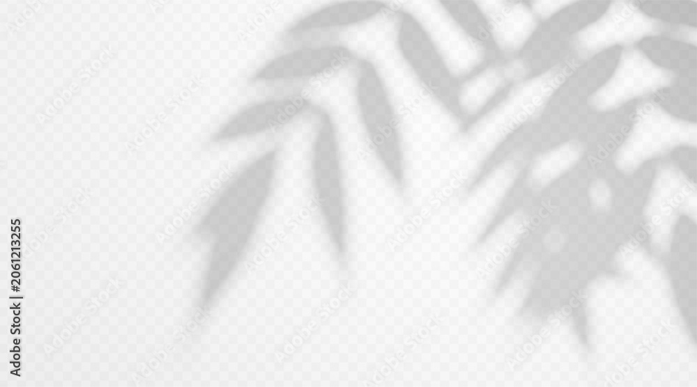 Obraz premium Shadow overlay of twig on transparent background. Blurred tree branch silhouette creating soft natural light effect.