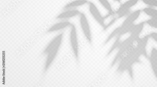 Shadow overlay of twig on transparent background. Blurred tree branch silhouette creating soft natural light effect.