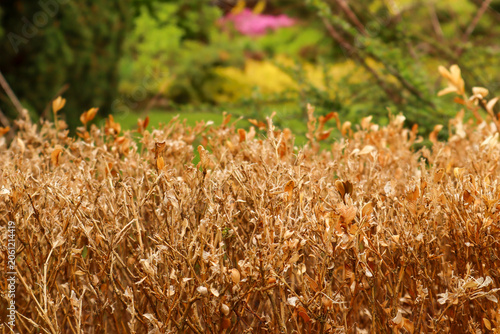Foto Boxwood hedge showing extensive damage and defoliation from box tree moth infest