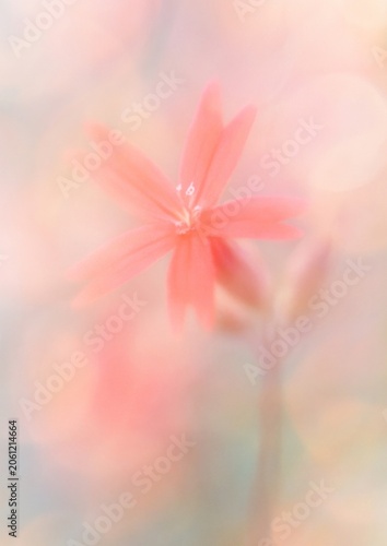 Delicate pink flower dreamscape