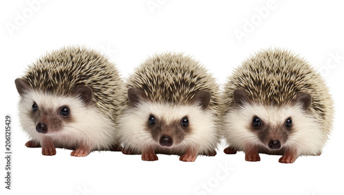 Fotografie Three African Pygmy Hedgehogs Standing Together