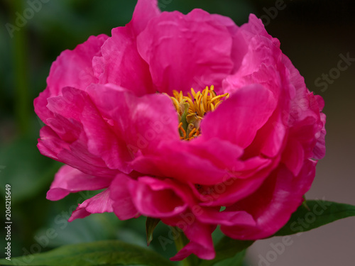 Bild auf Leinwand Paeonia 'Paula Fay' is herbaceous peony variety , a second generation hybrid