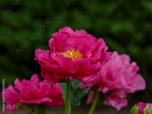 Foto Paeonia 'Paula Fay' is herbaceous peony variety , a second generation hybrid