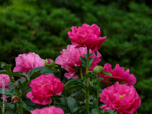 Canvas Print Paeonia 'Paula Fay' isherbaceous peony variety , a second generation hybrid