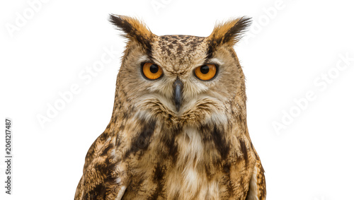 Foto Eurasian Eagle Owl with bright orange eyes and ear tufts