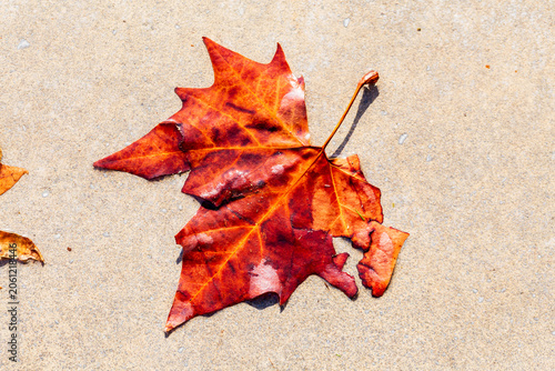 A dried autumn leaf rests on a light concrete surface