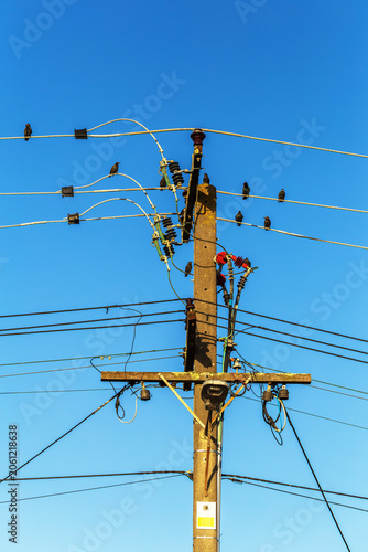 Birds rest on electrical wires above a tall utility pole against a clear blue sky