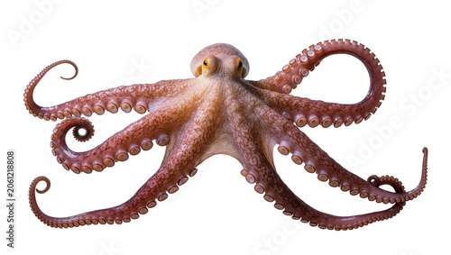 Obraz na płótnie Pinkish brown octopus with yellow eyes and many suckers on tentacles