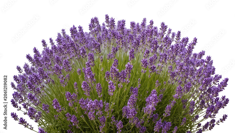 Obraz premium Bush of blooming lavender flowers with green stems