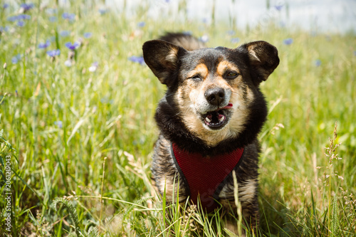 Obraz na plátne Funny mixed-breed dog making a goofy face while walking in a sunny summer wildflower meadow