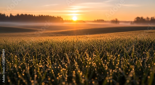 Golden sunrise over green wheat field, rural landscape, agricultural scenery, morning dew