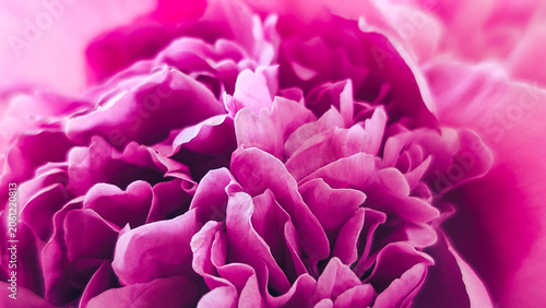 close up of vibrant pink fuchsia peony blossom