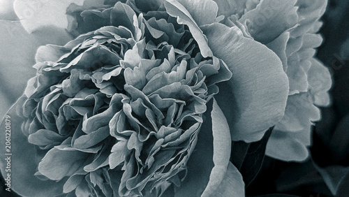 close up of monochrome dark grey peony blossom