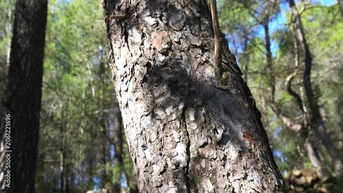Sunlight and moving leaf shadows on pine tree trunk in forest, cinematic nature scene