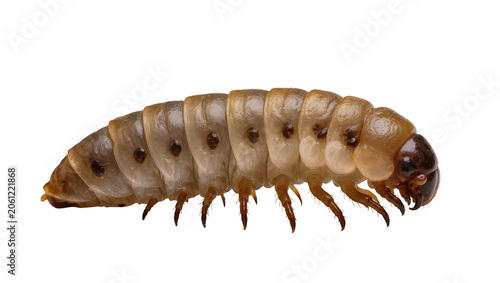 Konstfotografi Brown grub larva with segmented body and legs