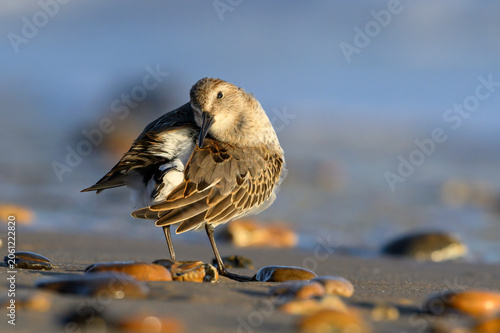 Tableau sur toile Dunlin - winter, non breeding plumage bird preening
