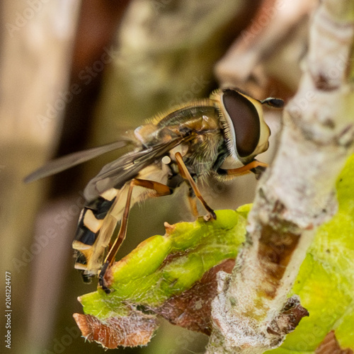 Macro image of a hover fly. This particular specimen is a type used as a natural predator by gardeners.