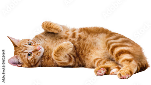 Fotografía Orange tabby cat lying on its back, playful pose