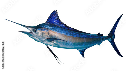 Slika na platnu Blue Marlin Fish with Spear-like Bill and Dorsal Fin